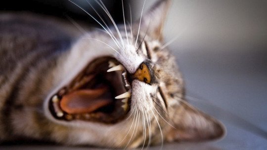 Fobia para gatos (ailurophobia): causas, sintomas e tratamento 1
