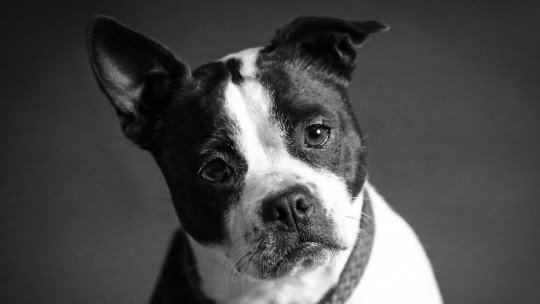 Fobia canina (cinofobia): causas, sintomas e tratamento 1