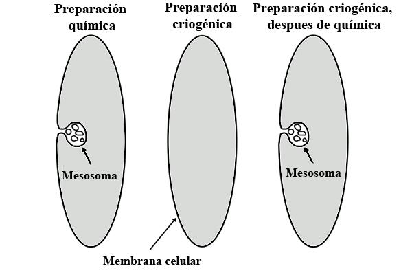 Mesossomos: características, tipos e funções 3