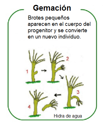 Qual é a brotação em plantas e animais? 1