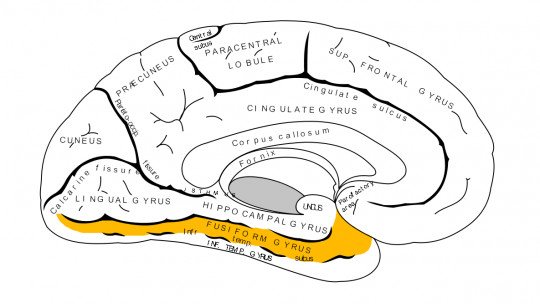 Turno fusiforme: anatomia, funções e áreas 1