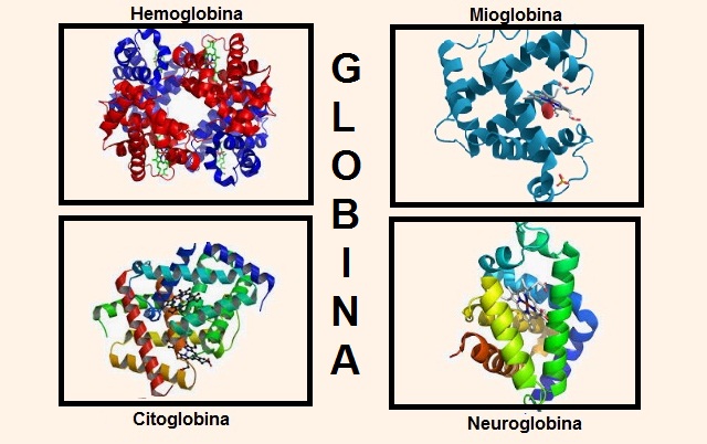 Globina: características, estrutura, função e alterações 1