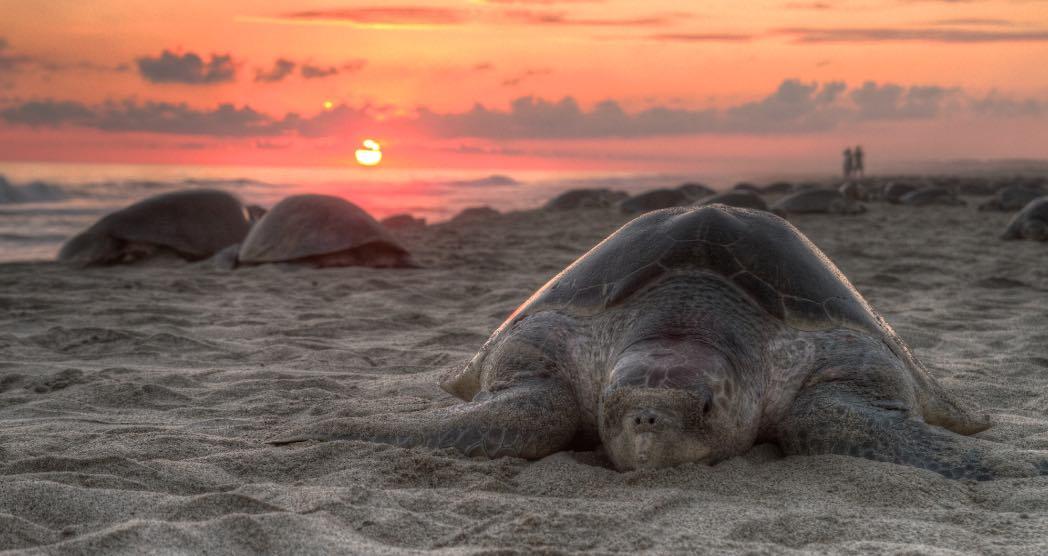 Os 9 animais extintos na Colômbia 1