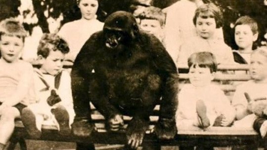 O incrível caso do gorila que foi criado quando criança 1
