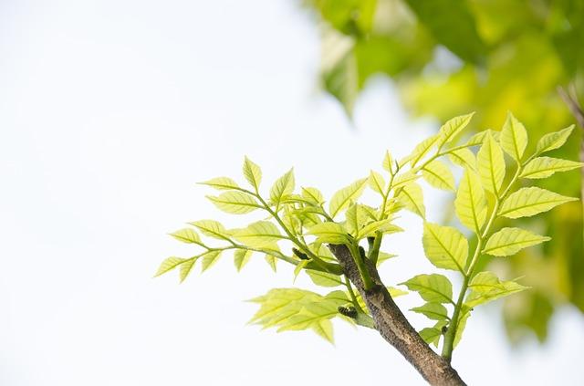 Auxiliares: funções, tipos, efeitos nas plantas, aplicações 1