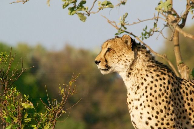 20 animais em Kaqchikel (com pronúncia) 4