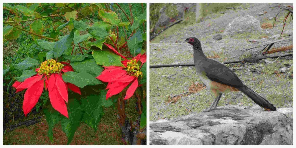 Flora e fauna de Guerrero: espécies mais representativas 1