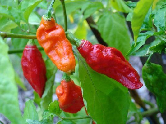 Pimenta: características, cultivo e usos 39