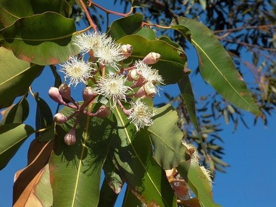 Myrtaceae: características, habitat, taxonomia e classificação 4