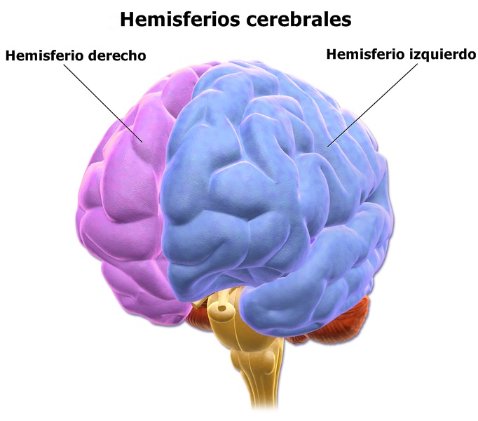 Hemisfério cerebral direito: características e funções 2