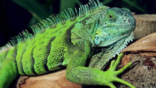 Herpetofobia: sintomas, causas e tratamento 1