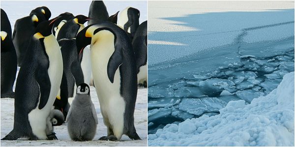 Gelo perpétuo: características, clima, flora, fauna 1