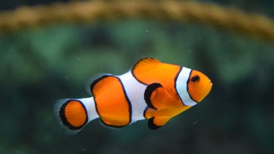 Ictofobia (fobia de peixe): sintomas, causas e tratamento 1
