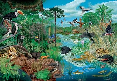 Por que é importante cuidar dos ecossistemas? 9