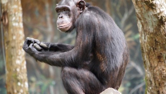 Inteligência animal: as teorias de Thorndike e Köhler 13