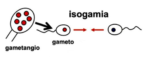Isogamia: características e tipos 1
