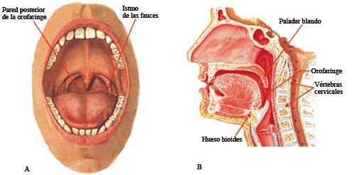 Istmo dos maxilares: anatomia, funções, doenças 1