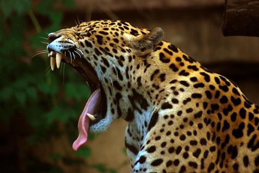 50 animais em perigo de extinção no México [com imagens] 2