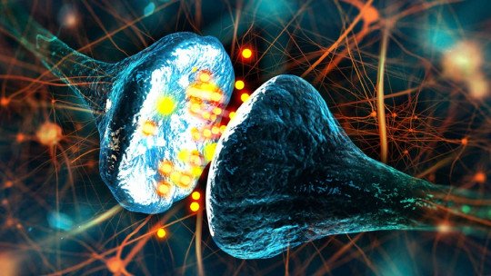 Kisspeptina (neurotransmissor): seu funcionamento no cérebro 1