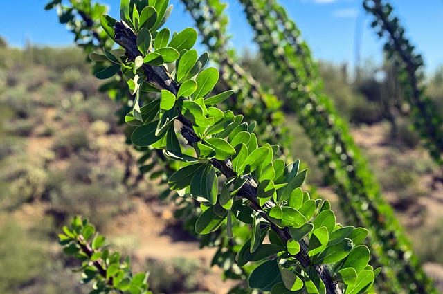 Ocotillo: características, habitat, propriedades e pragas 5