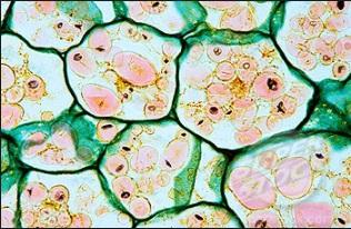 Leucoplastos: características, tipos e funções 31