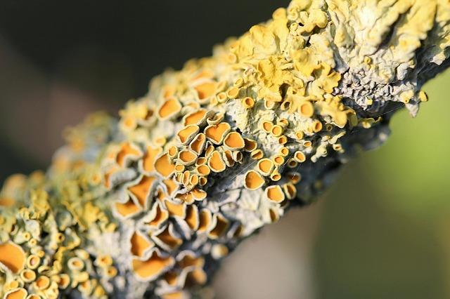 Simbiose: tipos, características e exemplos na natureza 1