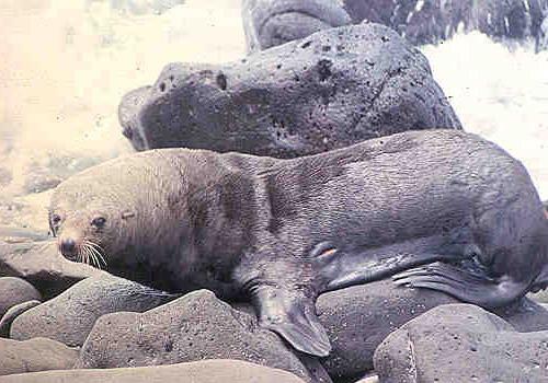 Os 20 animais endêmicos mais comuns do México 9