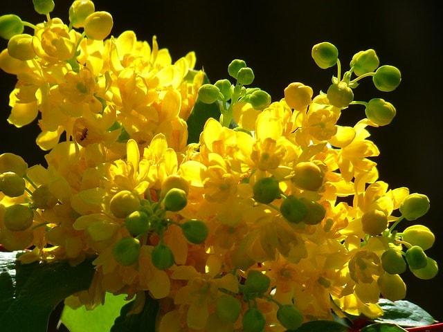 Swietenia macrophylla: características, habitat, usos, cultivo 4