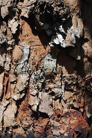 Swietenia macrophylla: características, habitat, usos, cultivo 3