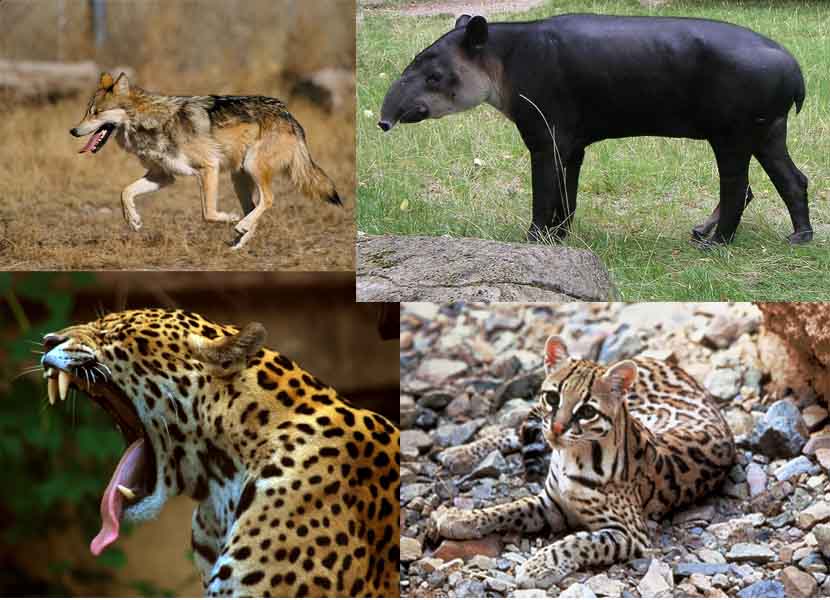 10 mamíferos mexicanos em perigo de extinção 1