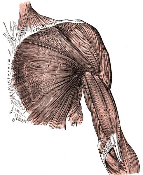 Músculos do Ombro e suas Funções 9