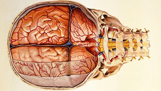 Meninges: anatomia, partes e funções no cérebro 1
