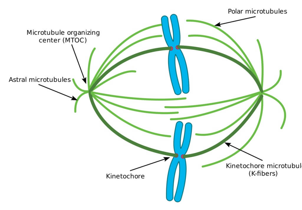 Prometáfase: na mitose e na meiose 2