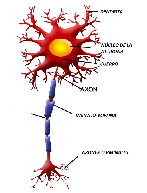 Os 35 tipos de neurônios, funções e características 2
