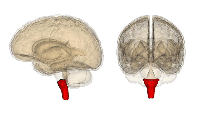 Bulbo da coluna vertebral: anatomia, partes e funções (com imagens) 3
