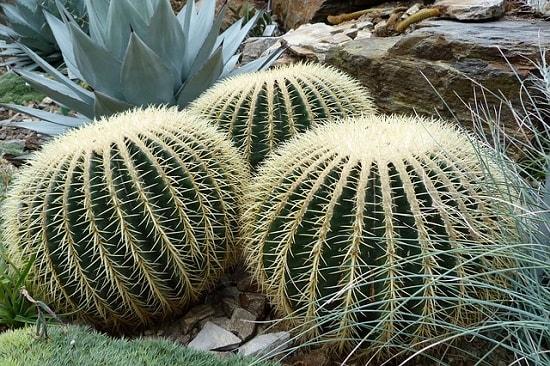 Echinocactus grusonii: características, cuidados e pragas 1