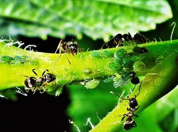 Simbiose: tipos, características e exemplos na natureza 6