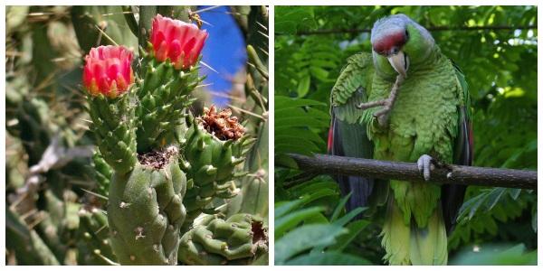 Flora e fauna de Nayarit: espécies mais representativas 1