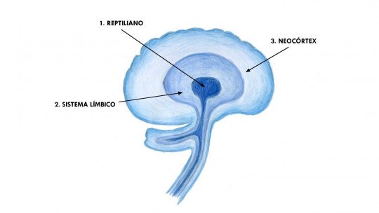 Neocórtex (cérebro): estrutura e funções 3
