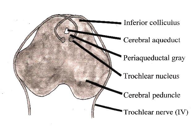 Nervos cranianos: origem real e aparente, funções, anatomia 4