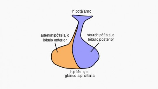 Neuro-hipófise: estrutura, funções e doenças associadas 1