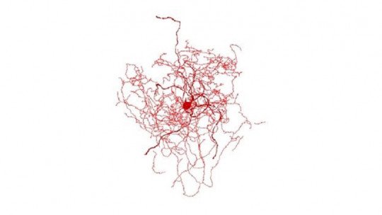 Neurônios do quadril rosa: um novo tipo de célula nervosa 1