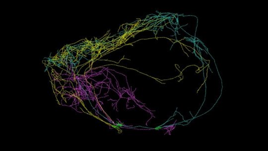 Neurônios gigantes associados à consciência são descobertos 1