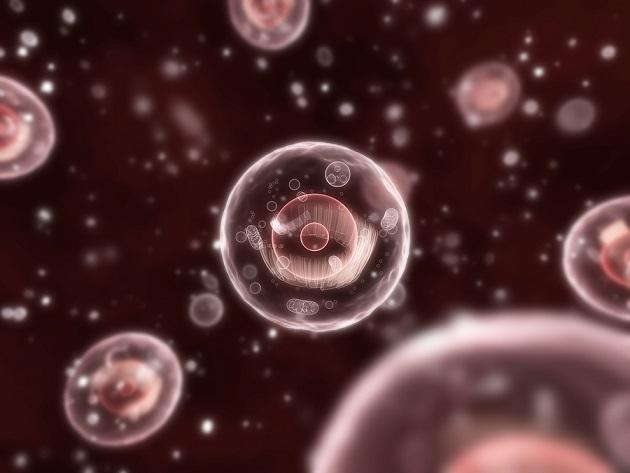 Qual é o nível histológico? (Biologia) 1