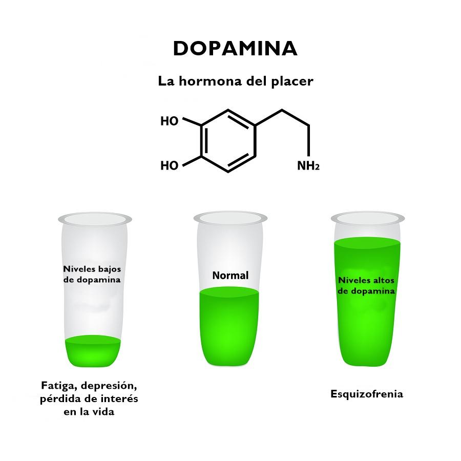 Dopamina: Funções e Mecanismo de Ação 5