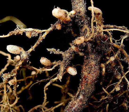 Azospirillum: características, habitat, metabolismo 1