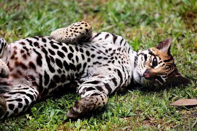 10 mamíferos mexicanos em perigo de extinção 2