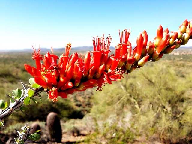 Ocotillo: características, habitat, propriedades e pragas 3
