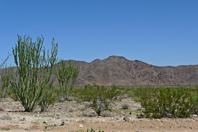 Ocotillo: características, habitat, propriedades e pragas 4