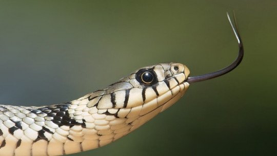 Ofidofobia: sintomas, causas e tratamento 1